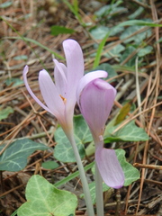 Colchicum umbrosum