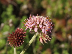 Polyachyrus fuscus