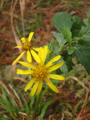 Jacobaea grandidentata