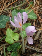 Colchicum umbrosum