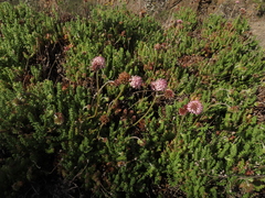 Polyachyrus fuscus