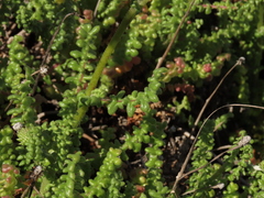Polyachyrus fuscus