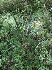 Yucca filamentosa