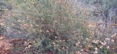 Eriocephalus