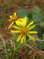 Jacobaea grandidentata