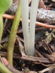 Colchicum umbrosum