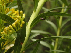 Disonycha bicarinata