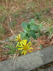Jacobaea grandidentata