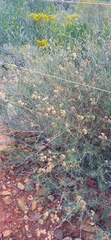 Eriocephalus