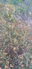 Eriocephalus