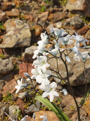 Zephyra elegans