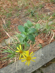 Jacobaea grandidentata