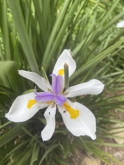 Dietes grandiflora