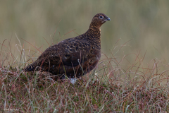 Lagopus lagopus scotica