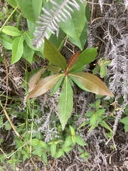 Elaeocarpus decipiens