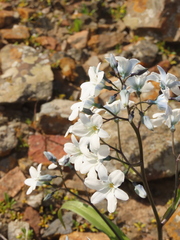 Zephyra elegans