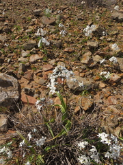 Zephyra elegans