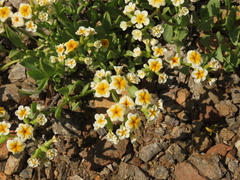 Heliotropium floridum