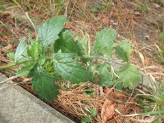 Jacobaea grandidentata