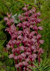 Corallorhiza striata