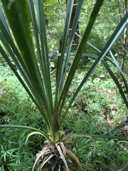 Yucca filamentosa