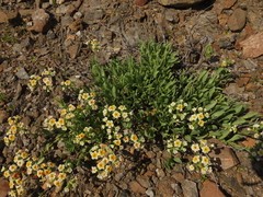 Heliotropium floridum