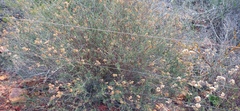 Eriocephalus