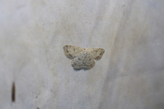 Cyclophora pendulinaria