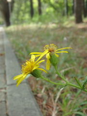 Jacobaea grandidentata