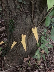 Dioscorea japonica