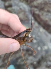 Homarus americanus