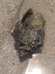 Voluta ebraea