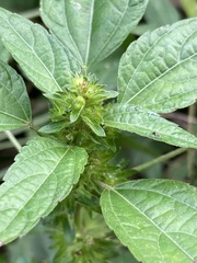 Acalypha