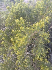 Ericameria laricifolia