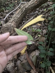 Dioscorea japonica