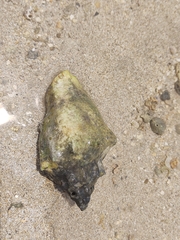 Voluta ebraea