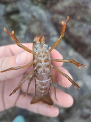 Homarus americanus