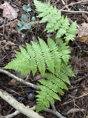 Dryopteris campyloptera