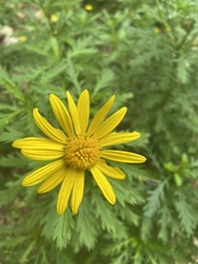 Euryops
