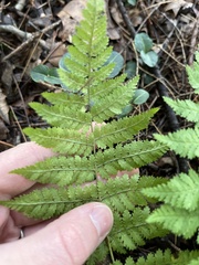 Dryopteris campyloptera