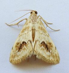 Evergestis lunulalis