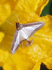 Diaphania hyalinata