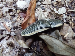 Chalcolepidius rugatus