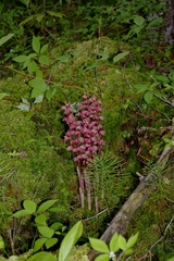Corallorhiza striata