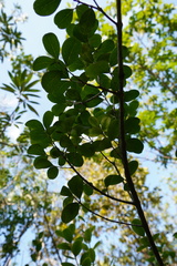 Pleurostylia pachyphloea