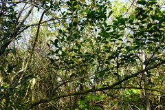 Pleurostylia pachyphloea