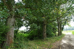Populus × canadensis