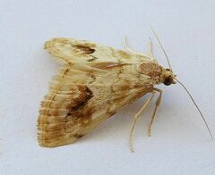 Evergestis lunulalis