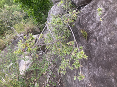 Rhododendron nakaharae