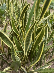 Sansevieria trifasciata
